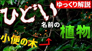 ひどすぎる名前の植物5選【ゆっくり解説】