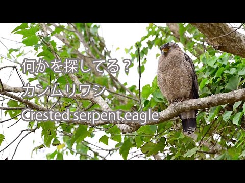 【獲物を探しているの？】カンムリワシ Crested serpent eagle