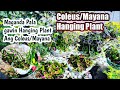 Using Plant ID app on My Mayana Plant - YouTube