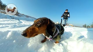 🐶 Такса ➠ Таксы на зимней прогулке! Таксы в зимних комбинезонах :)) 🐶 Такса ➠ Таксы на зимней прогулке! Таксы в зимних комбинезонах :))