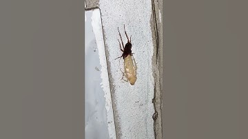 cận cảnh Dán lột xác