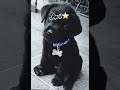 Your Birthday Month is your Puppy 🎂💕 Choose your Pup! ✨#dogs #choose #cutepuppies