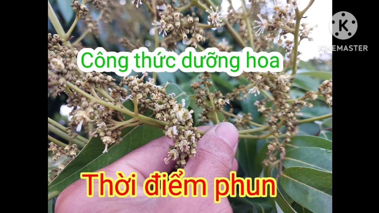 Thời điểm phun dưỡng hoa và phòng nấm lần cuối trong giai đoạn làm bông. KT Nông Nghiệp.