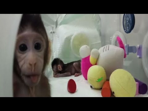 Video: Le Prime Scimmie Geneticamente Modificate Furono Create In Cina - Visualizzazione Alternativa