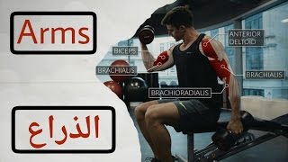 عضلة الذراع : شرح | تمارين | التشريح العضلى | الإداء الصحيح | تعليمات السلامة