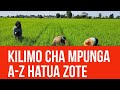 KILIMO CHA MPUNGA - HATUA MUHIMU ZA AWALI SHAMBANI
