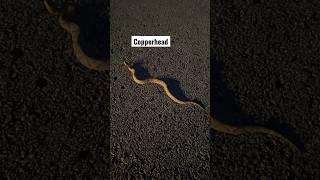 The Copperhead Snake Id