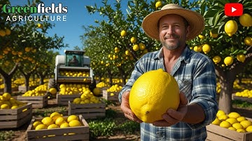 LEMON Production on a MASSIVE Scale – California’s CITRUS Powerhouse! "Incredible HARVESTING"