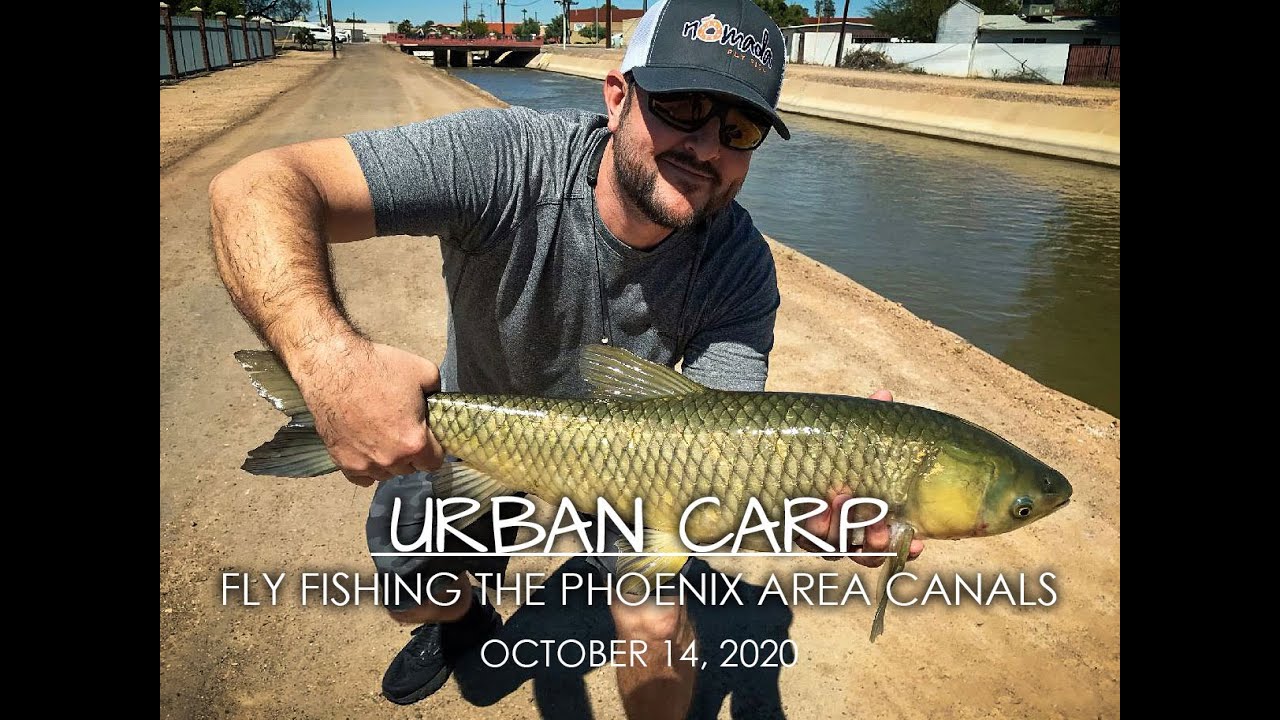 URBAN CARP: FLY FISHING THE PHOENIX AREA CANALS by Gentry Smith - YouTube