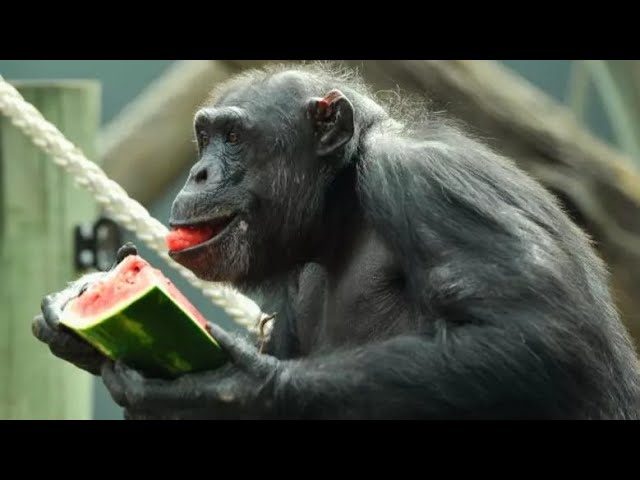Faking an Orgasm While Eating Watermelon on The Planet of the Apes