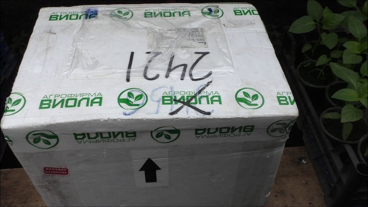 Агровиола Интернет Магазин Растений