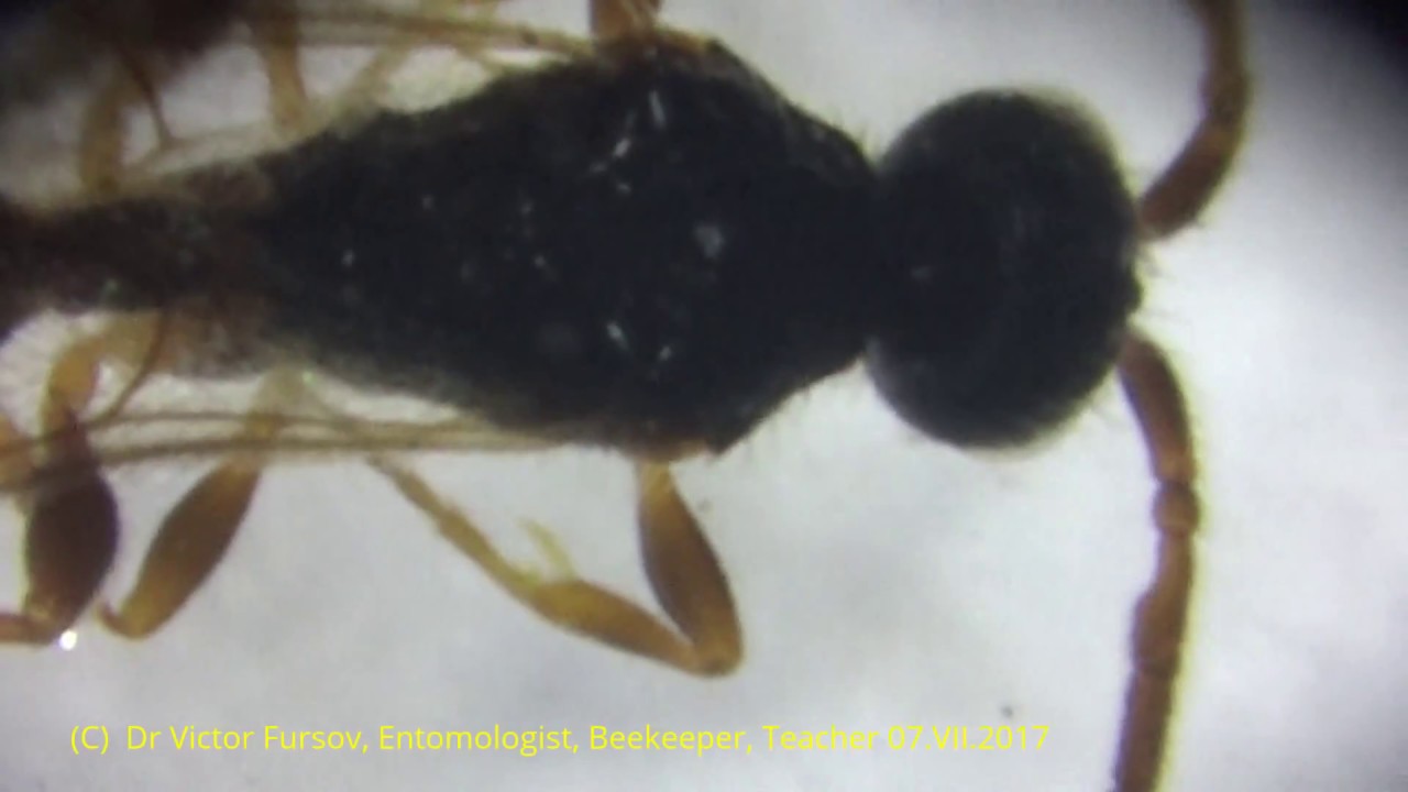 Under Microscope: Parasitoids Bethyloidea, Cynipoidea (Hymenoptera) from Ankara, Turkiye