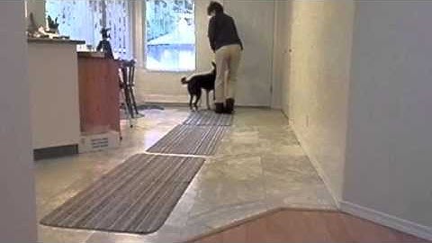 Stimulus Control Part 2 "The No": An exercise in Impulse Control for dogs