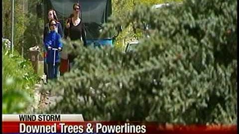 Falling trees smash cars, homes