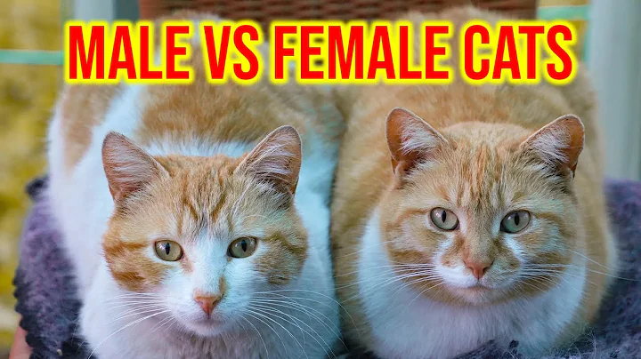 7 Differences Between Male And Female Cats - DayDayNews