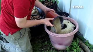 Growing Zucchini in Containers