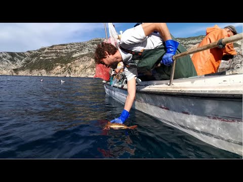 ვიდეო: შეიძლება თევზაობა საზღვაო პარკში?