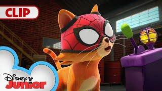 Spidey Super Cat Marvels Spidey And His Amazing Friends 