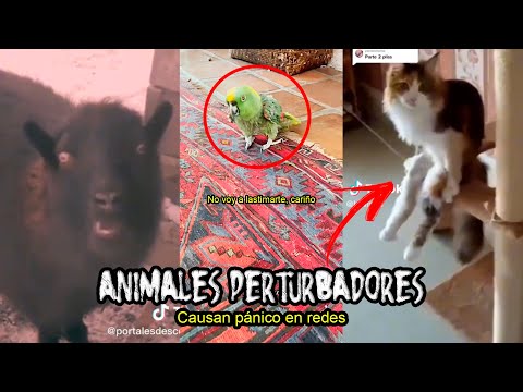 Video: Perros con comportamiento extraño