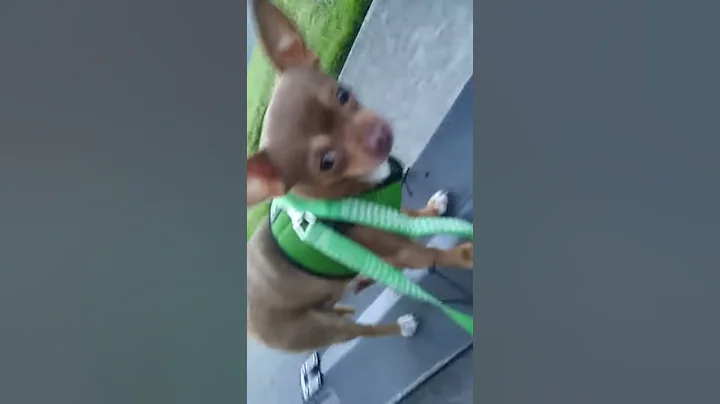 Max the long boarding Chihuahua