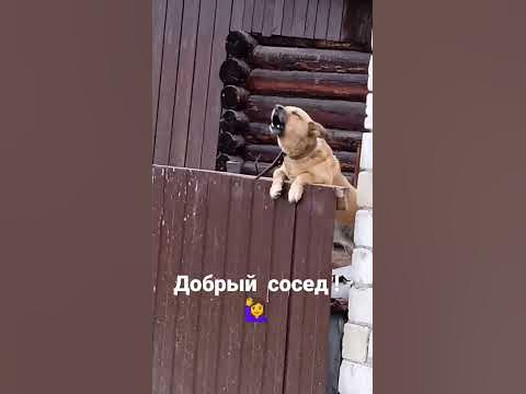 Добрый сосед приветствует с новым днем! 🙂 #shorts - YouTube