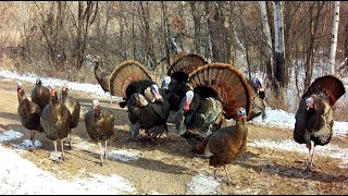 Tom Turkeys Showing Off! Synchronized Gobble