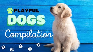 Cute and Playful Dogs and Puppies Compilation | Adorable Moments to Brighten Your Day