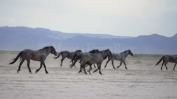 Stock Video - Wild Horses running in slow motion through the desert
