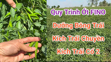 Quy trình Ớt FINO | Dưỡng bông trái, kích trái chuyền, kích trái cổ 2 | Nên xem kỹ