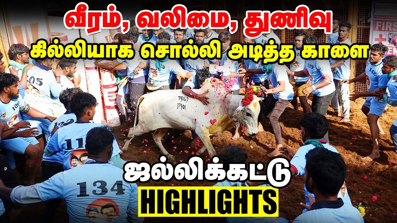 அவனியாபுரம் ஜல்லிக்கட்டு 2026 🐂 | வீரமும் வலிமையும் 💥 | Best Jallikattu Moments 🔥