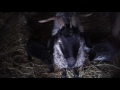Уход  за  животными зимой   Пуховая коза