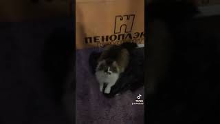 Кот Тимошка подружился с Фиником)))