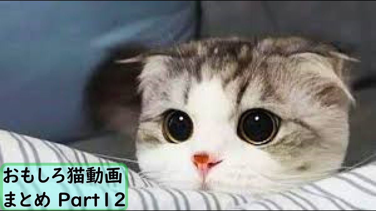 面白 猫 おもしろ猫動画まとめ 12 かわいい Youtube