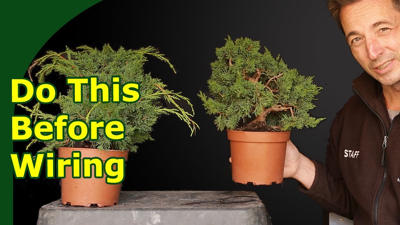 Подготовка можжевельника к бонсай-обвязке