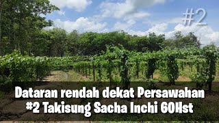 Dataran rendah dekat Persawahan #2 Takisung Sacha Inchi 60Hst