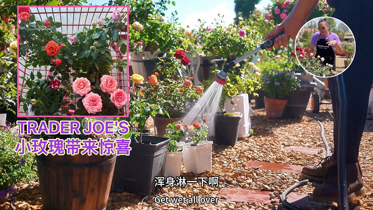 别错过超市迷你玫瑰 意想不到的效果哦！园艺篇667