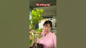 Cây Tắc không hạt | 0386569374 - Ngọc Ngân Bến Tre | Chuyên cây độc lạ