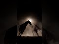 Behind the scenes stunt horses