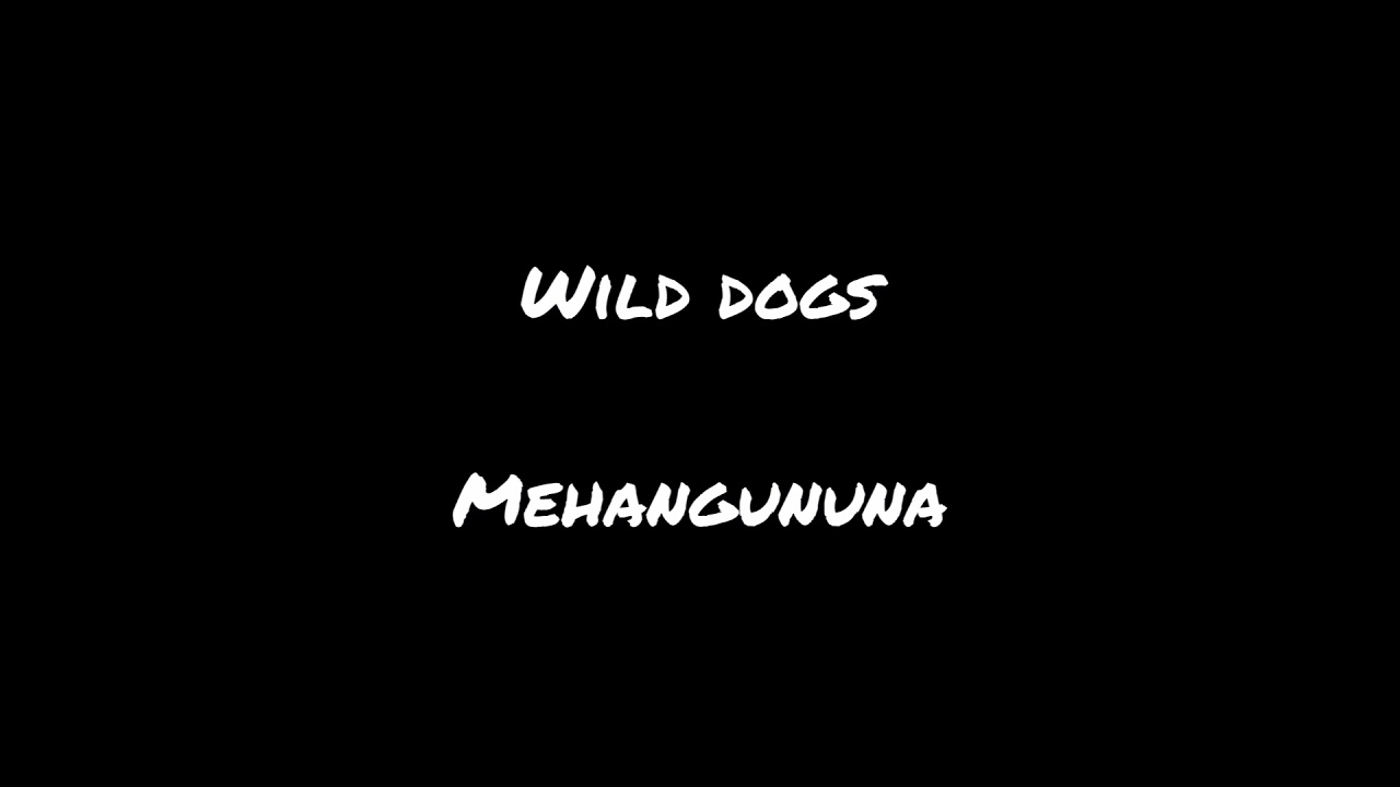 Wild dogs  mehangununa