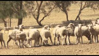 SlingShot - Intelligent Sheep & Beef Nutrition