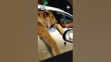 أسد يتجول برفقة صاحبه في شوارع العاصمة العراقية بغداد 