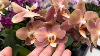 Обзор Орхидей ( Одесса садовый центр )