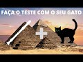 FLAUTA EGÍPCIA QUE CHAMA A ATENÇÃO DO SEU GATO Shorts Gatos