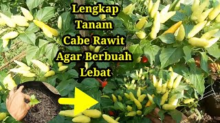 Cara Budidaya Menanam Cabe Rawit Di Pot Polybag Agar berbuah lebat - Lengkap Dari Semai Sampai Panen