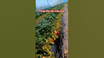 #agriculture #strawberry Cách trồng dâu tây hiệu quả