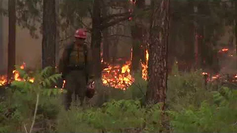 Understanding Fuels: Forest Fire Science