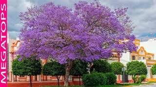 10 Árboles Coloridos más Hermosos del mundo