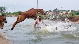 Sheeps Jumping Into The Water-Sheeps Swimming🐑River Crossing-sheeps swimming videos-sheeps videos
