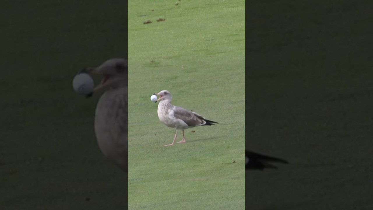 The seagull is trying to help 😂