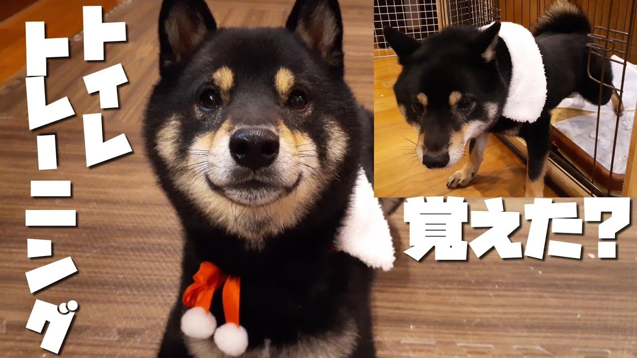 柴犬のしつけ トイレトレーニング 出来るようになったのか 豆柴 黒柴犬 Youtube